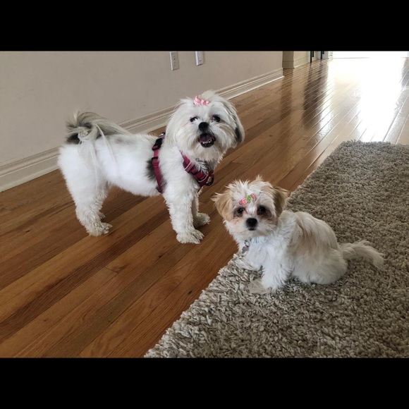 Meet your Posher, Sophie - Picture 1 of 1